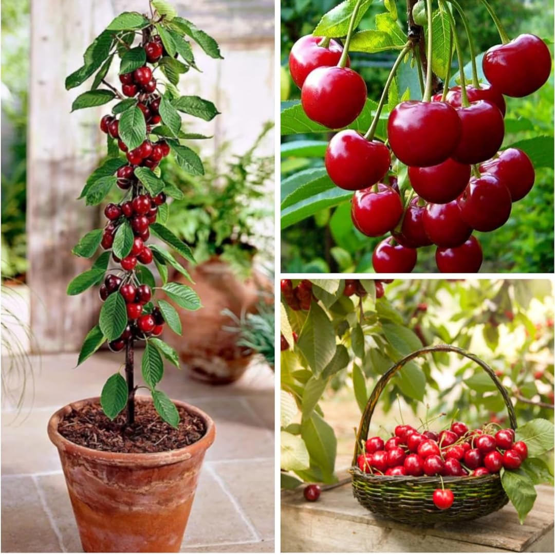 Cherry Plant One Healthy Live Grefted Sweet Red Barbara Cherry | Desertcart  INDIA
