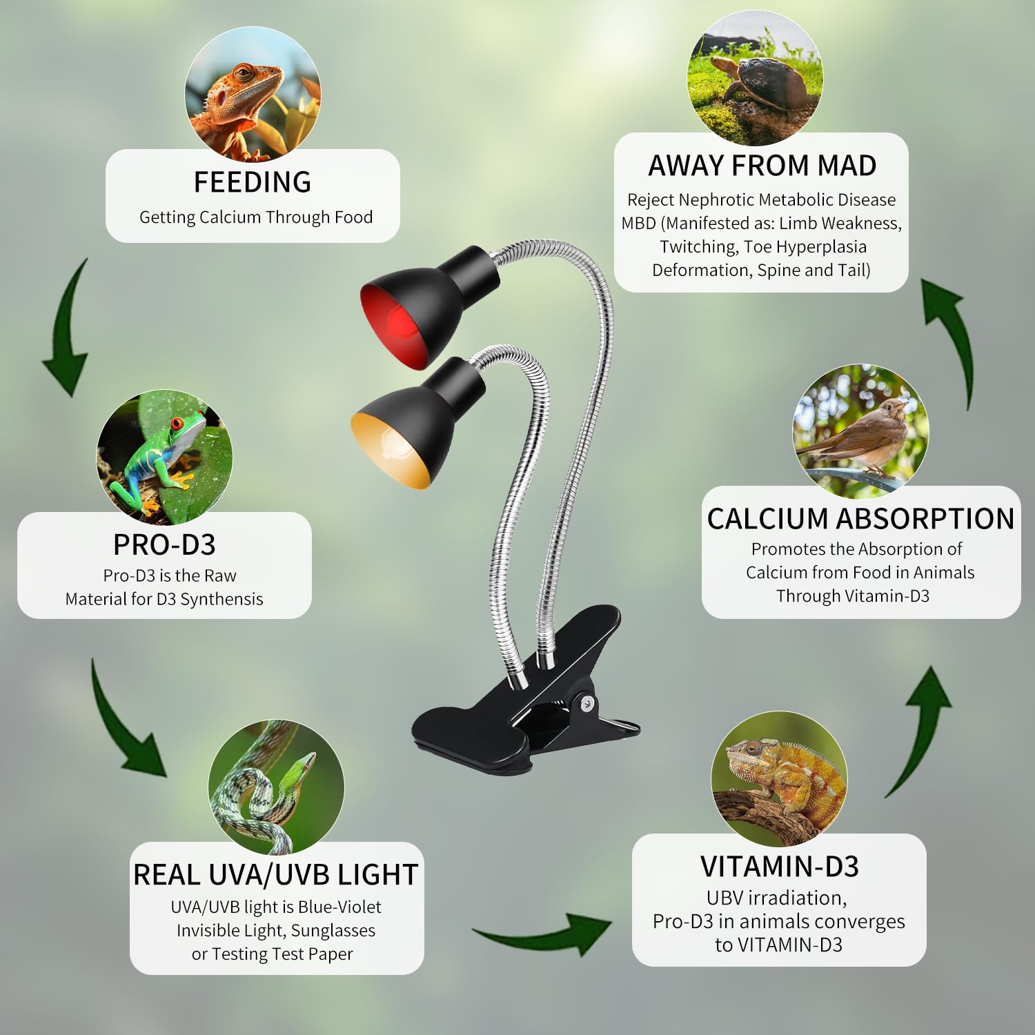 Causes of reptile limb weakness