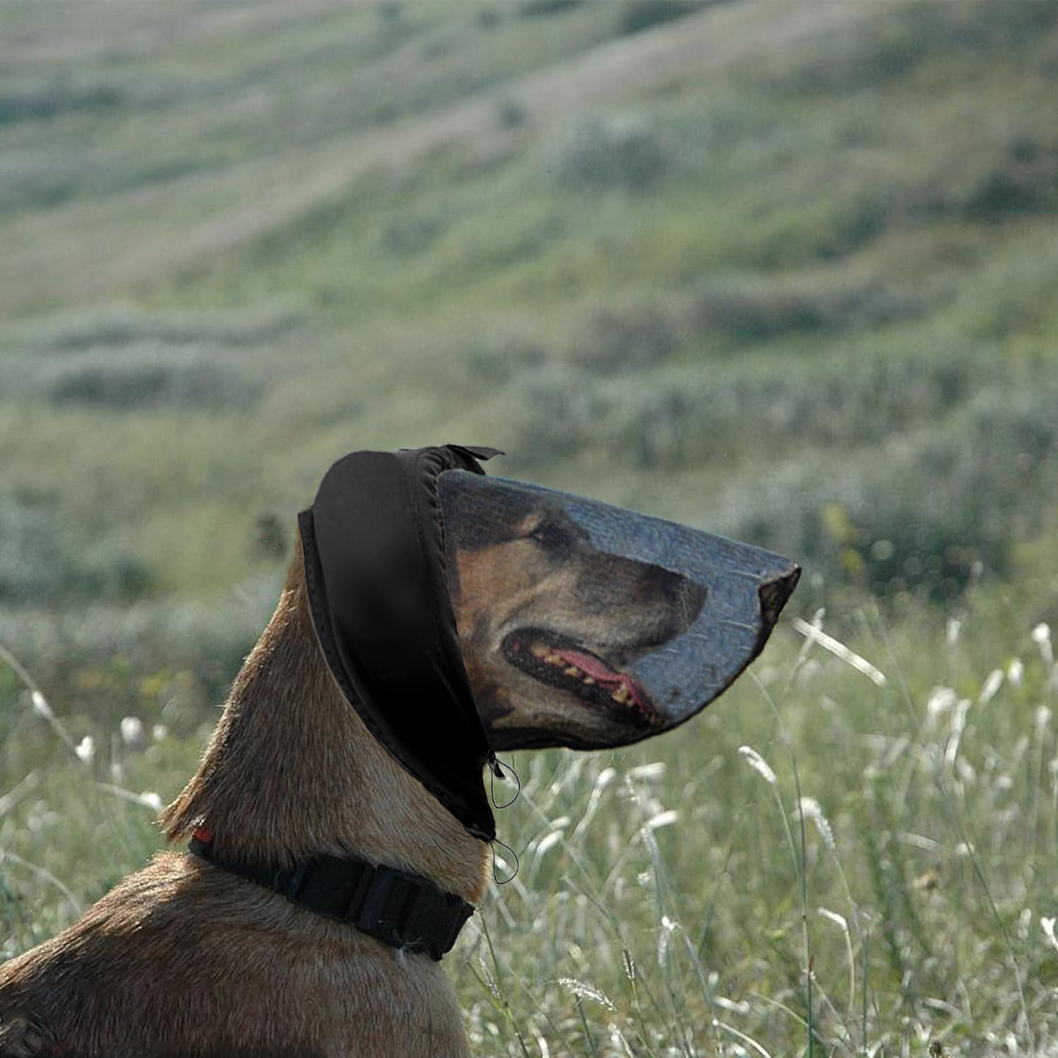 Amazon.com : Field Guard for Dogs Outdoor Hiking Camping Foxtail