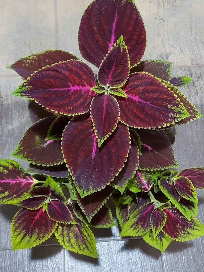 See full amazon price history chart for Oxygen plants for home indoor no sunlight,Coleus plant (Pack of 1) Oxygen plants for home indoor no sunlight,Coleus plant (Pack of 1) (B0CYQ96SDX) Amazon Price History, Amazon Price Tracker