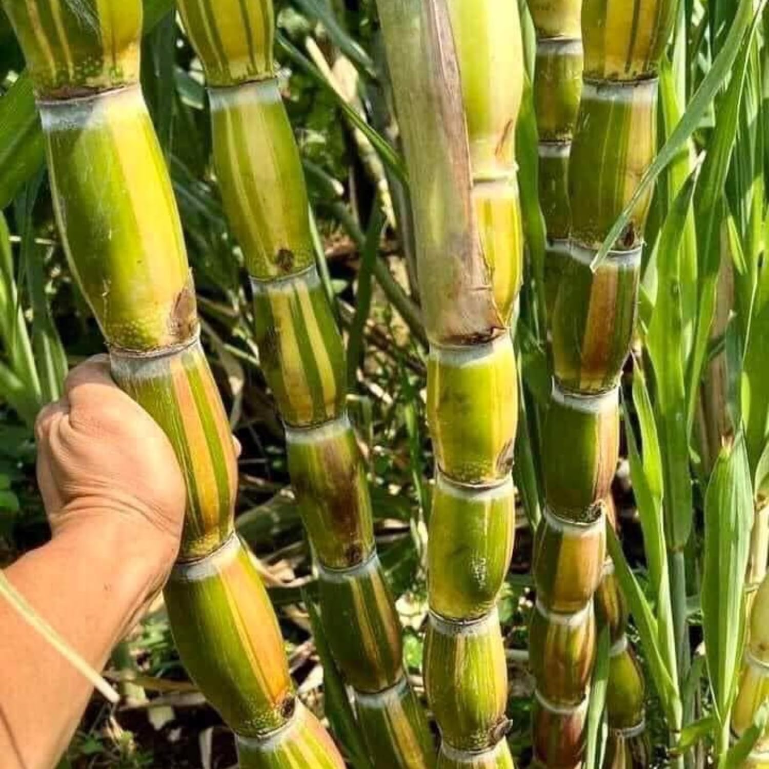 20 Green Sugar Cane Plants Live, Sugarcane Cuttings 2-3" Tall, Well-Rooted Sweet Sugar Cane Plants for Outdoor Growing, No Ship to CA