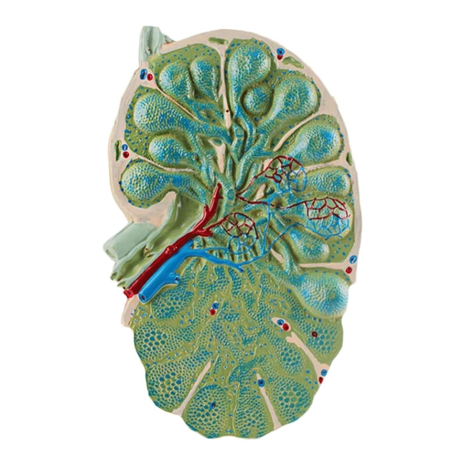 YNIYUJKL Microstructure Human Lymph Node Model, Lymph Node Enlargement Anatomical Models,Shape Is Realistic Medical Specimen Biology Teaching Tool For Science Study Display