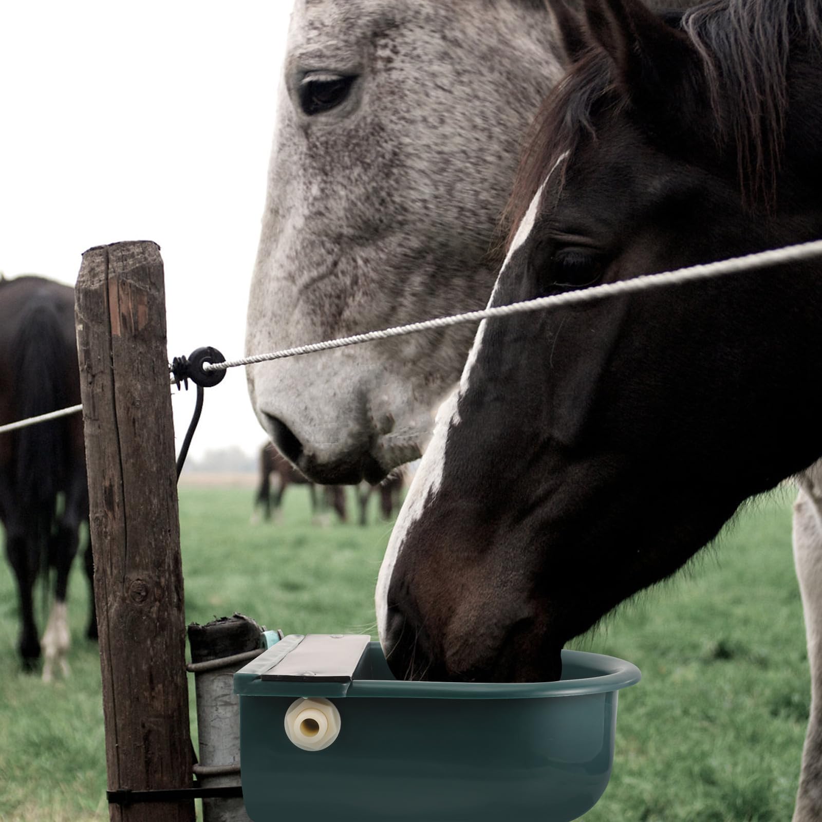 TEHAUX Abbeveratoio Automatico Livello Acqua Costante per Bestiame in Plastica Ciotola per Acqua Potabile ad Uso Automatico per Cavalli e Animali da Fattoria