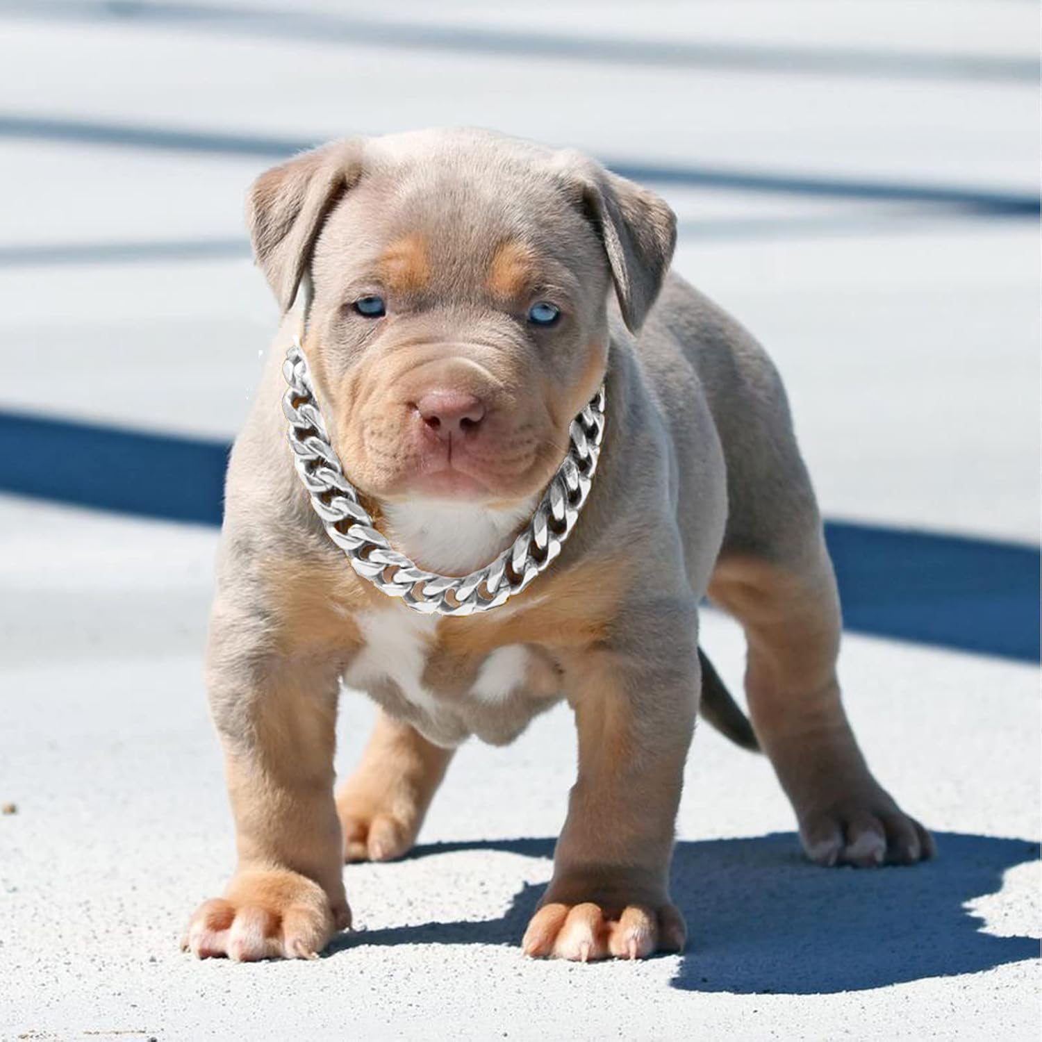 Silver Metal Dog Chain Collar with Design Secure Buckle & ID Tag,Pet Necklace,Strong Stainless Steel Cuban Link Chain,Chew Proof Indestructible Choke Walking Collar for Medium Dogs(19MM 14'')