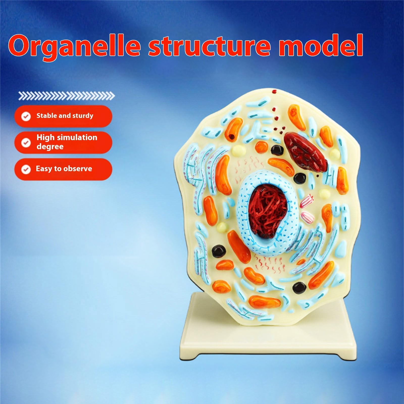 Modello portatile di anatomia cellulare modello di cellule animali Mitocondri Centrioles Strumento didattico di biologia per dimostrazione Strumento didattico di biologia