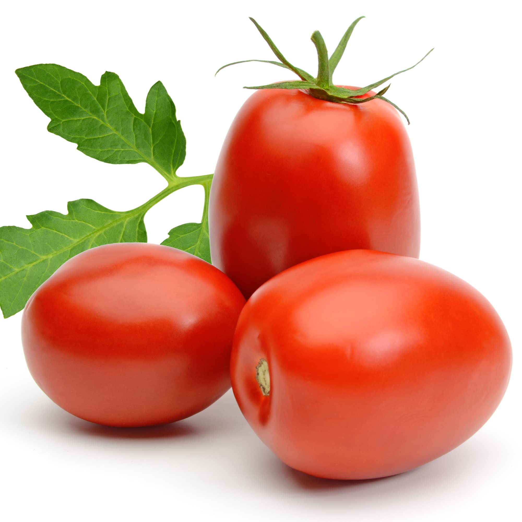 Tomato Plants, 'Plum Roma', 6 x Full Plug Plant Pack, Tomato Plants Ready to Plant Now, Tomatoes, Fresh and Sweet, Easy to Grow, Excellent Flavour, Garden Ready, Premium Quality Tomatoes