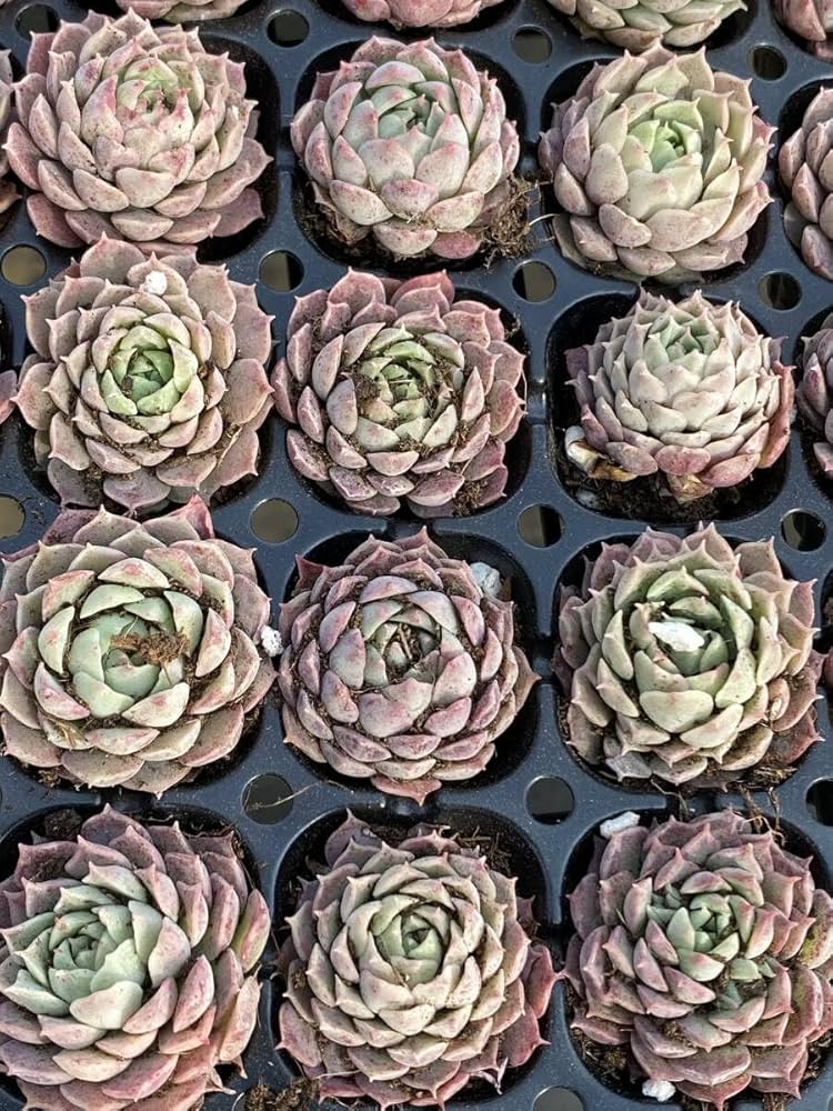 ト*シ様 朱砂痣 R721×105苗 土付き 多肉植物 詰め合わせ エケベリア ロ*ズ様 朱砂痣 N721×105苗 土付き 多肉植物 詰め合わせ エケベリア