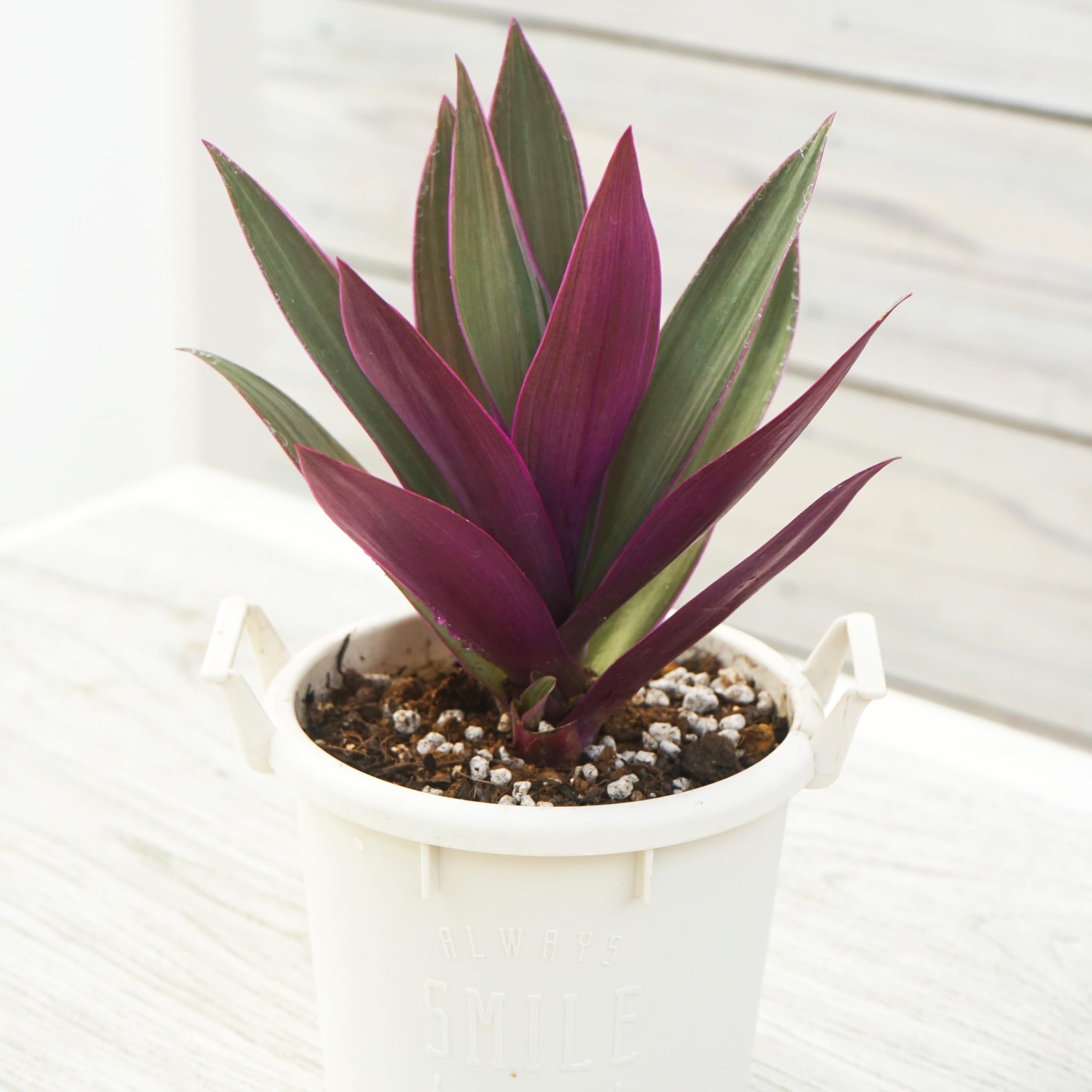 No.2【沖縄から♪】ムラサキオモト オーロラ♥️小株の芽2つつき♪ No.2【沖縄から♪】ムラサキオモト オーロラ♥️ - メルカリ