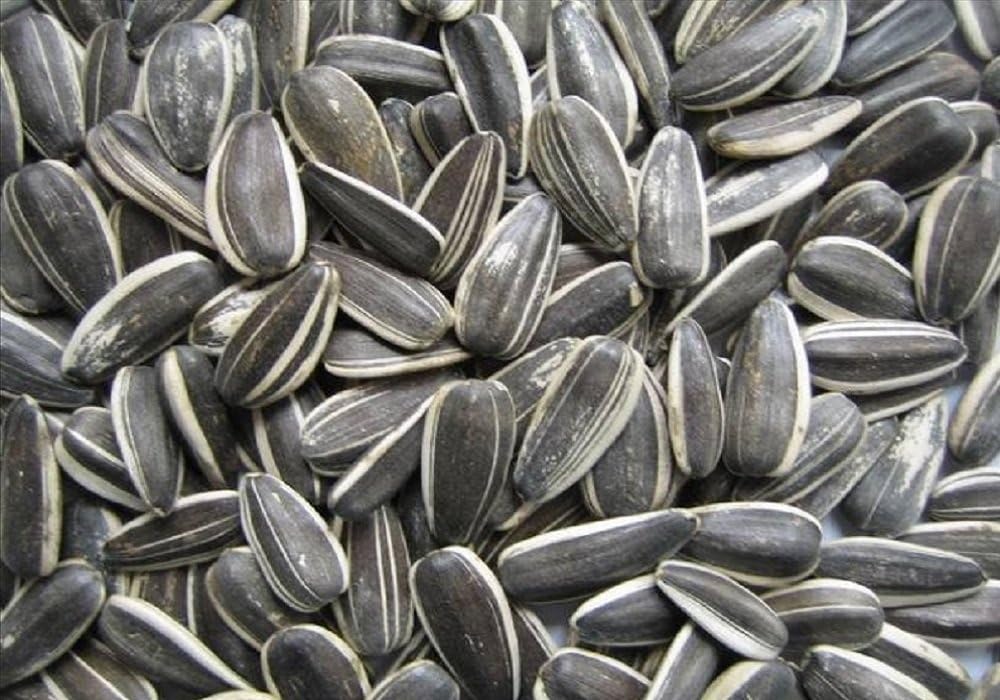 SUNFLOWER SEEDS IN SHELL (GO WHOLE FOODS) Roasted | Unsalted & Nutritious (1kg)