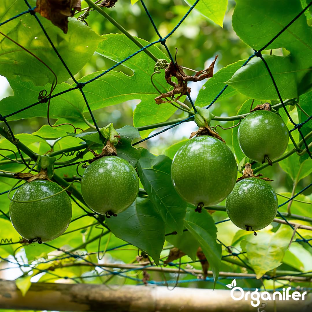 Passion Fruit Nawóz Organiczny Do Roślin Owocowych - 5x1L - NPK 2-1-8 | Zdrowe Liście - Silne Korzenie I Wysoka Plonność - Organifer