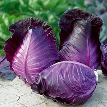 Seeds Kalibos Cabbage Red Heirloom Vegetable Non GMO for Planting