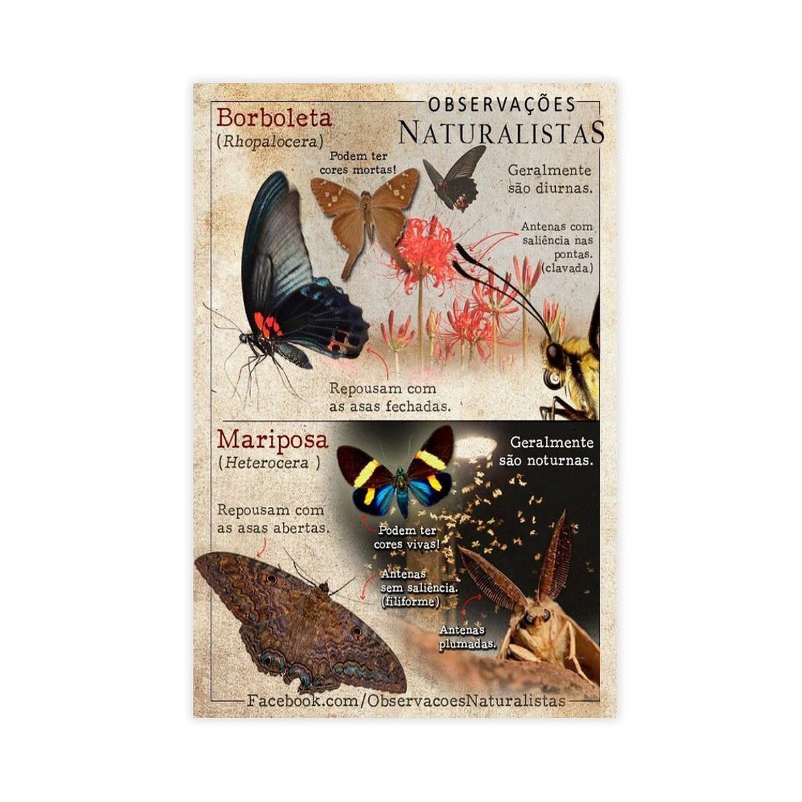 Bareronor Butterfly Canvas Poster for Dorm Room Decor Gift