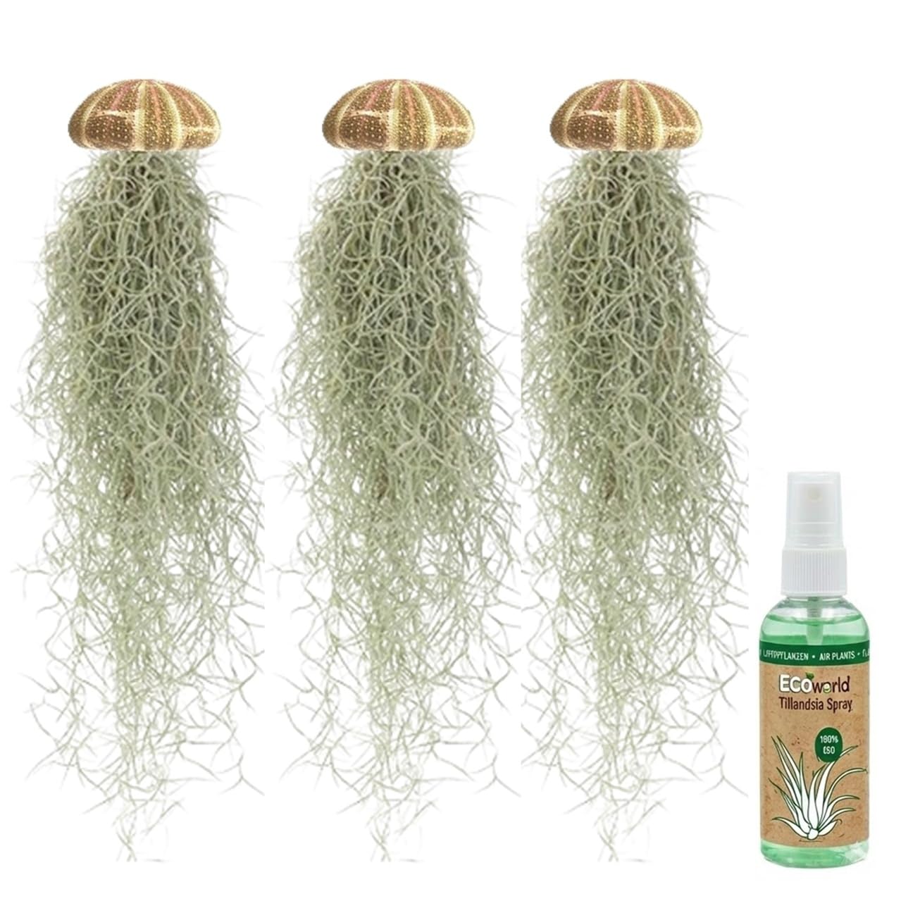 vdvelde․com - Jellyfish decoro 3 pezzi, piante aeree in ricci di mare | Tillandsia viva senza terra, regalo originale per il bagno o il terrario, con spray nutriente