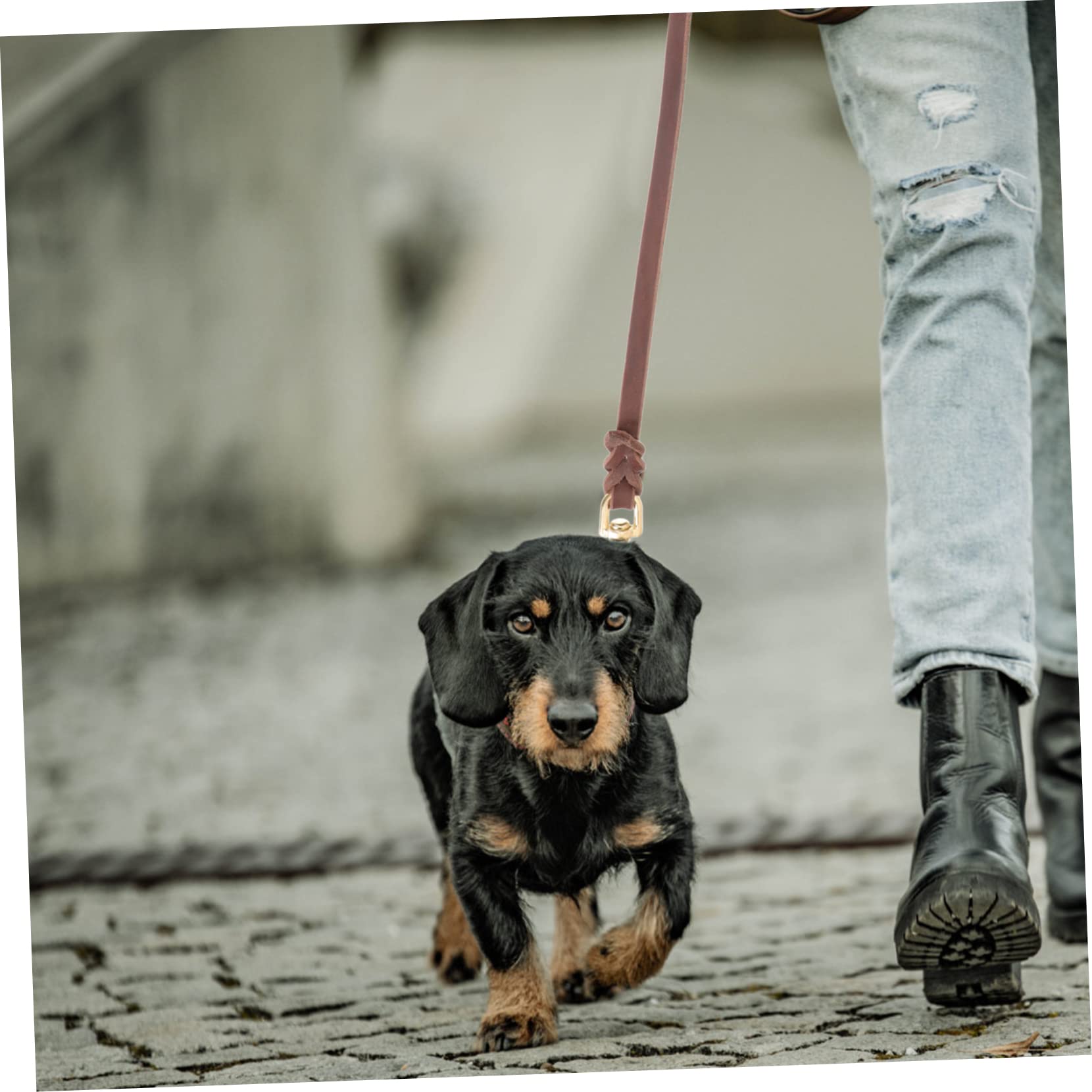 Kisangel 3piezas Correa para Perro De Piel Resistente Correa De Mascota Portátil para Paseos Longitud para Perros De Mediano