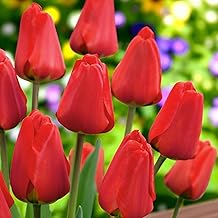 Carbeth Plants 30 x Tulip Apeldoorn Spring Bulbs - Scarlet Red UK Hardy Darwin Hybrid Tulip Garden Flowering Perennials - Easy to Grow Outdoor Tulipa Flowers for Beds, Borders & Pots