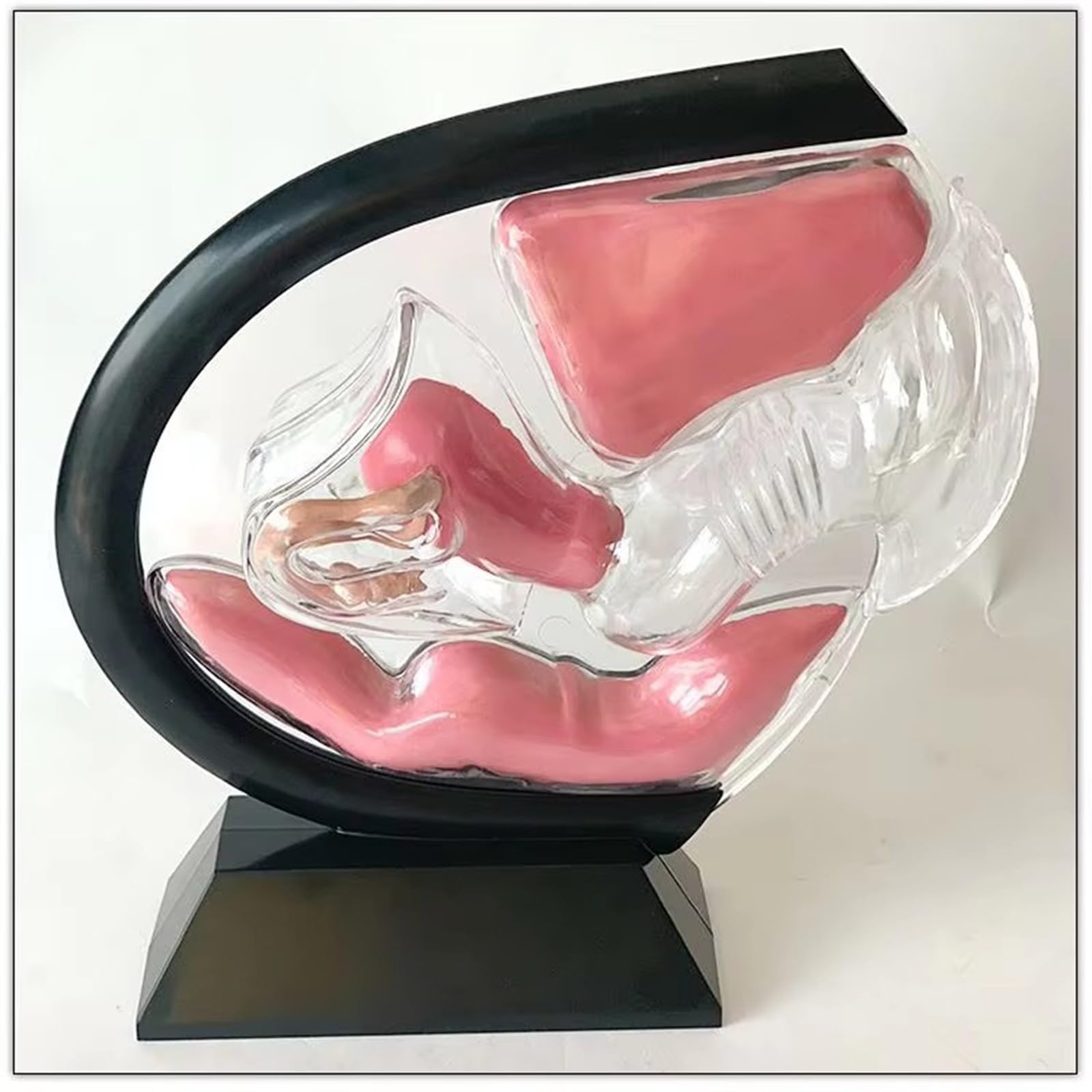 Transparentes Gebärmuttermodell, Modell des weiblichen Fortpflanzungssystems, abnehmbares anatomisches Beckenmodell for den Unterricht in Menstruationstassen(Black)