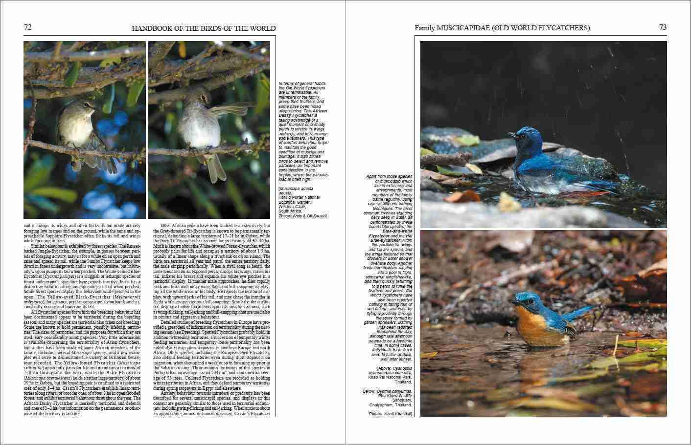 Handbook of the Birds of the World – Volume 11: Old World Flycatchers to Old World Warblers: v. 11