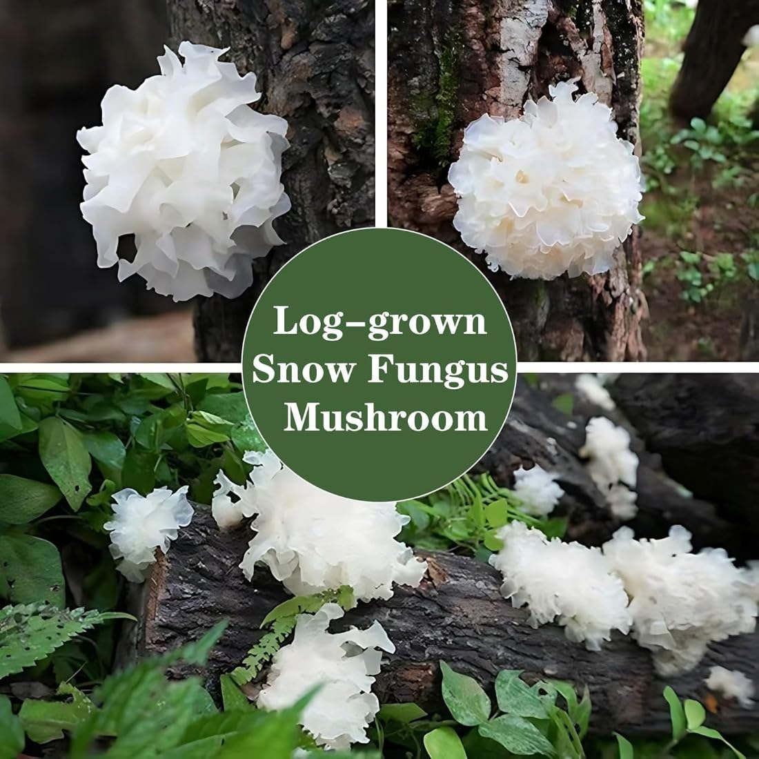 Hongos Blancos (Tremella Fuciformis), Hongos Nieve de Madera – 250g de Tremella Seca, Pequeños Hongos de Oído Plateado para Sopas y Postres – Naturales, Tendros y Nutritivos, Pequeños Tremella en Haya