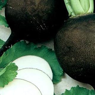 Organic Black Spanish Round Radish Seeds