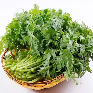Small Leaf Crown Daisy Emperor Seeds - 1100+ Seeds - Glebionis coronaria Seeds - Chrysanthemum coronarium Seeds - Dishes Organic Green Fresh Seeds for Planting - Cooking Dish Soup Taste Sweet Delicious (1100)