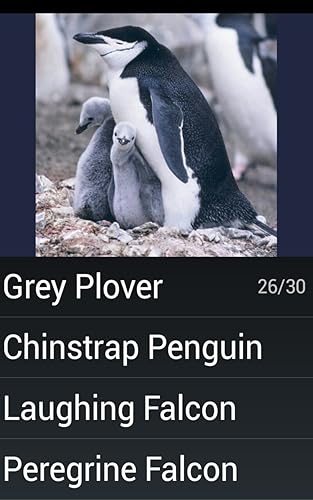 Pássaro espécie Trivia Quiz