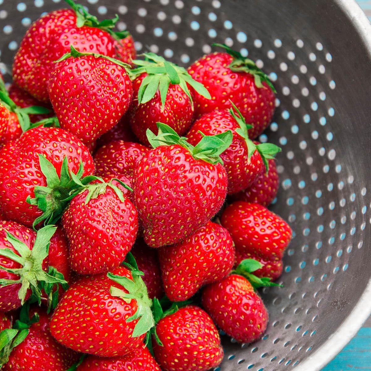 GURNEY'S - Charlotte Strawberry Fragaria Dormant Bare Root Fruiting Starter Plant Roots - Includes 10#1 Year Old Plants