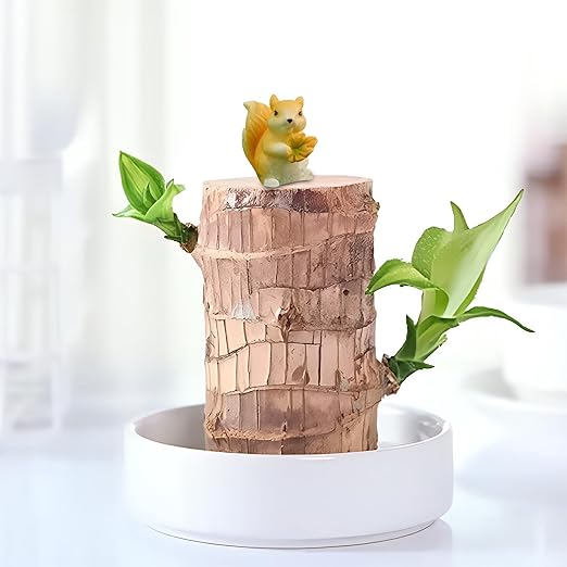 Brazilian Wood Plants Set,Fortune Brazil Woods Potted with squirrel, Perfect Fortune Brazil Woods Potted Plant & Mini Brazilian Wood for Charming Desktop Decoration or Pots, with Ceramic tray