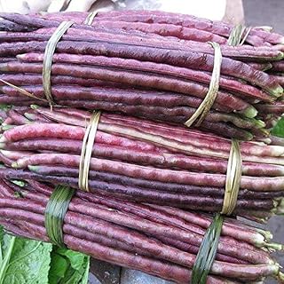 20Pcs Cowpea Seeds Garden Long Beans Vegetable Seeds Annual Legumes High-yielding Exotic Bush Beans Plants Seeds