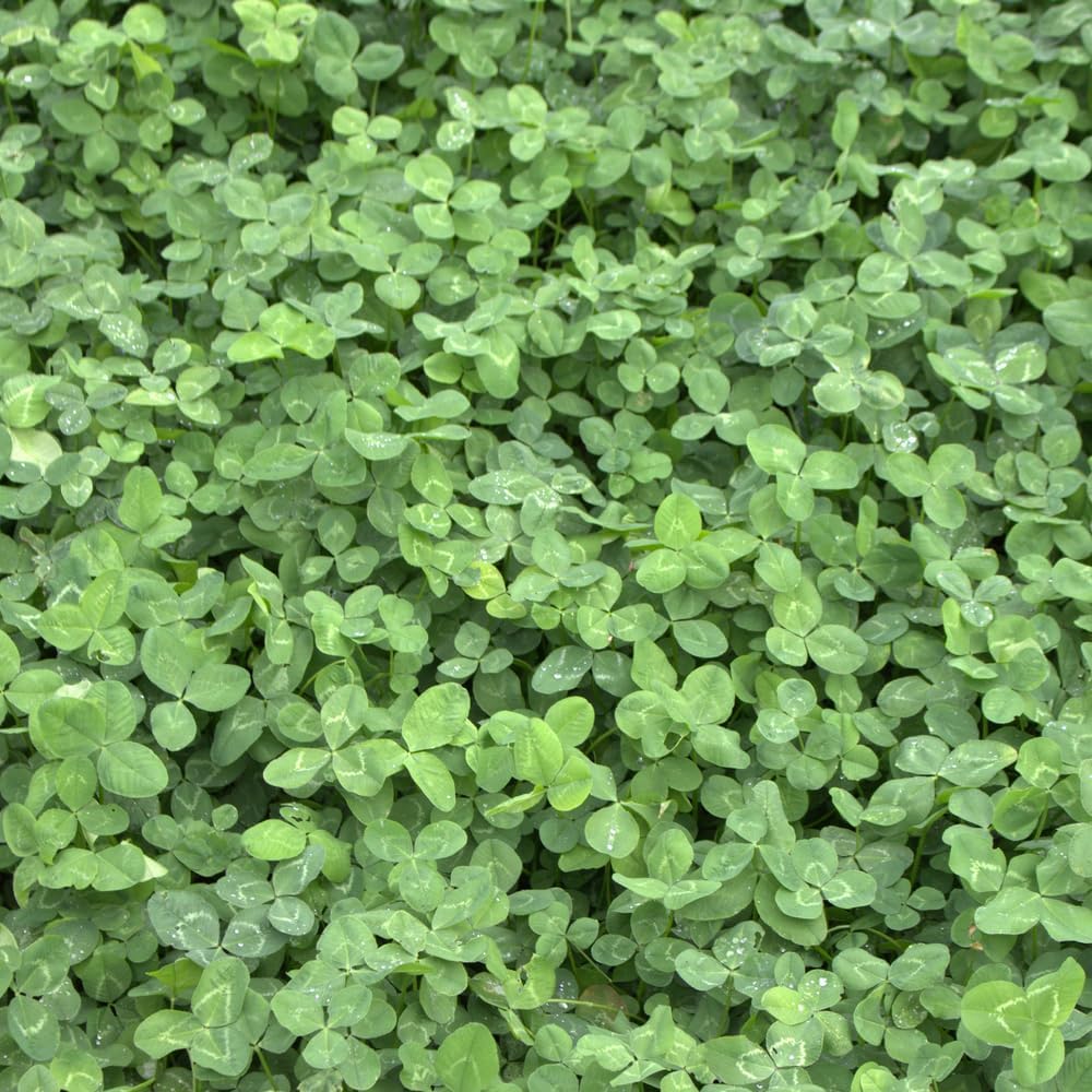 R&R SHOP - Rasensamen, Mikro-Klee Trifolium repens, kein Mähen erforderlich, begehbar und Bodendecker (900g – 225m²)