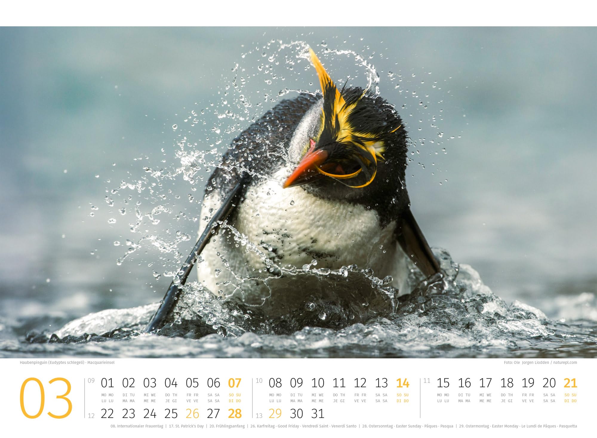 Pinguine Kalender 2027: Hochwertiger Vogel-Kalender im Querformat (45x33 cm) | Tiere in der Antarktis