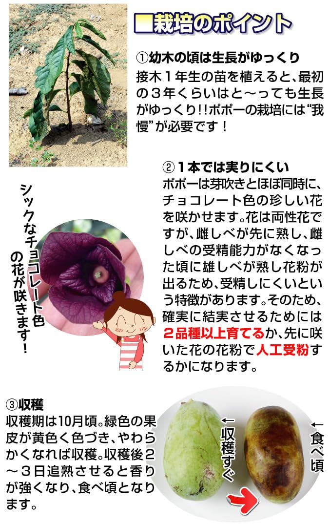 Amazon.co.jp: 果樹苗 ポポー (ポーポー) 実生苗 1株 / 国華園 25年春