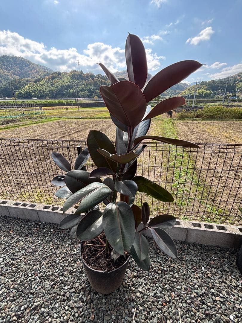 ゴムの木 ゴムノキ インドゴムノキ 80cm 運気UP ⭐️ 送料別途】ゴムの木1.25: ゴムの木