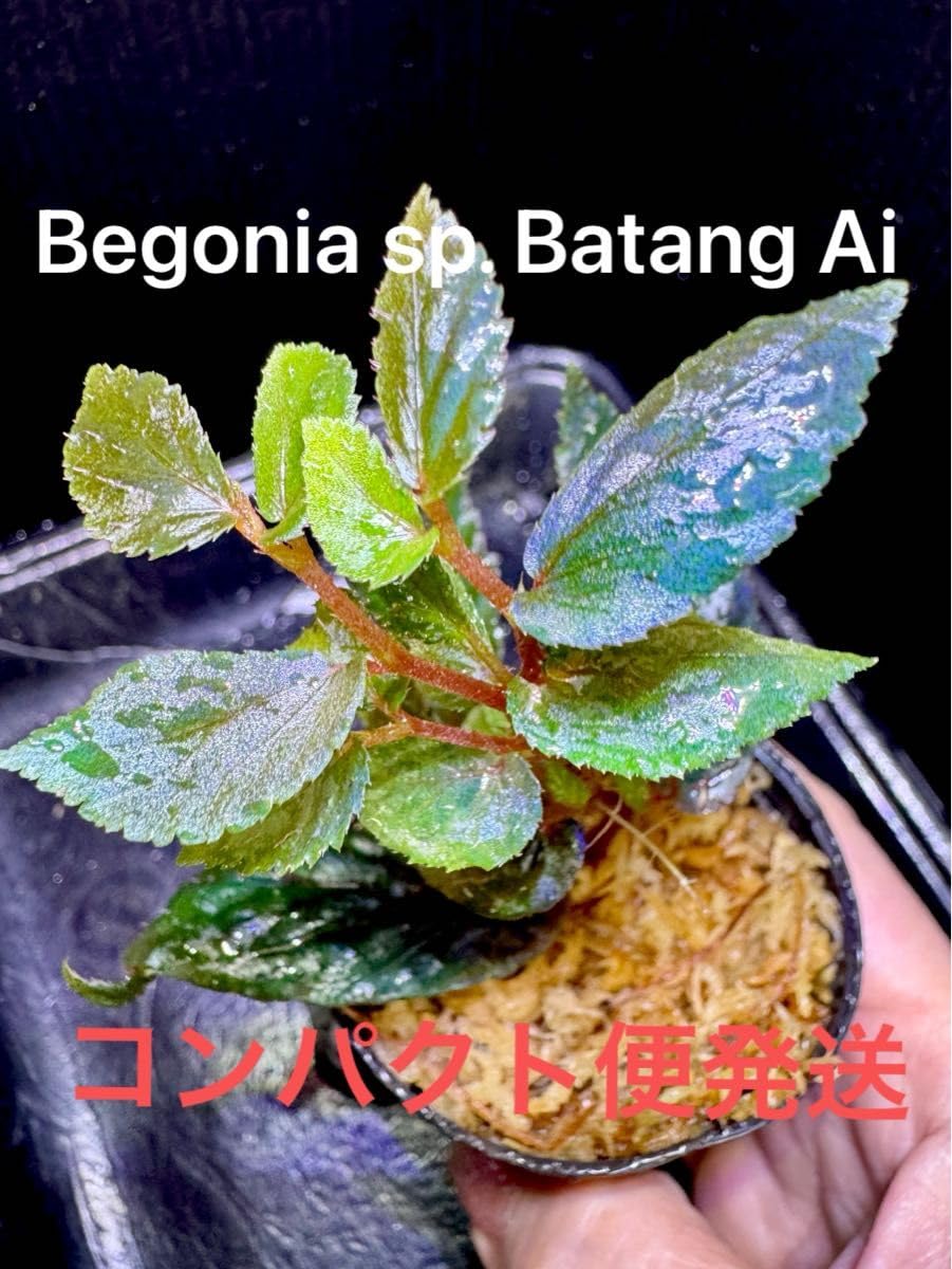 Amazon.co.jp: Begonia sp. Batang Ai ベゴニア バタンアイ 原種 青