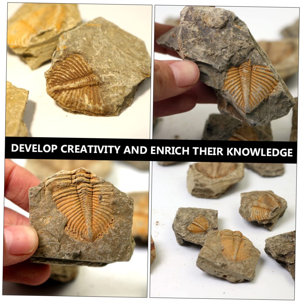 Garneck Campione di Trilobite Naturale 2 Pezzi, Ornamento da Scrivania Educativo per Ragazzo Ragazza, Materiale Didattico Paleontologico per Collezione e Decorazione Casa