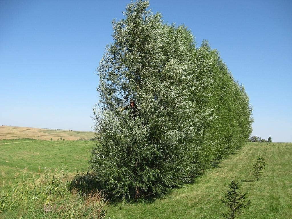 24 Fast Growing Trees - Hybrid Willow Tree Cuttings to Grow for Privacy or Shade - Guaranteed to Grow