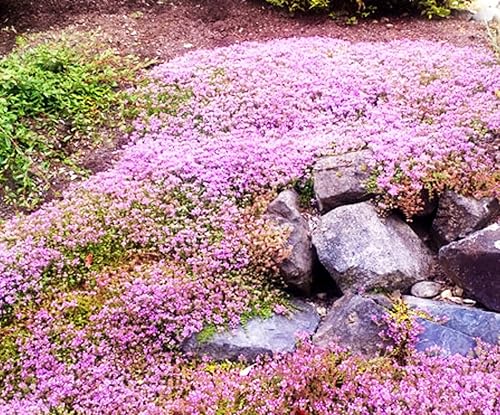 Miniatura 4 de Más de 3000 piezas de semillas de tomillo rastrero rojo, rosa, morado, cobertura del suelo, semillas perennes, sin OMG, flor de reliquia perenne,