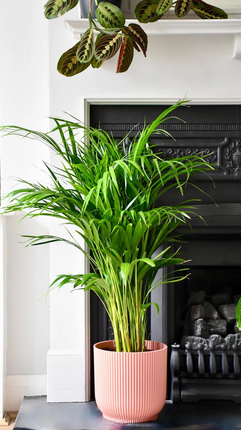 Areca Palm Live Plant | Natural Air Purifier-image-9