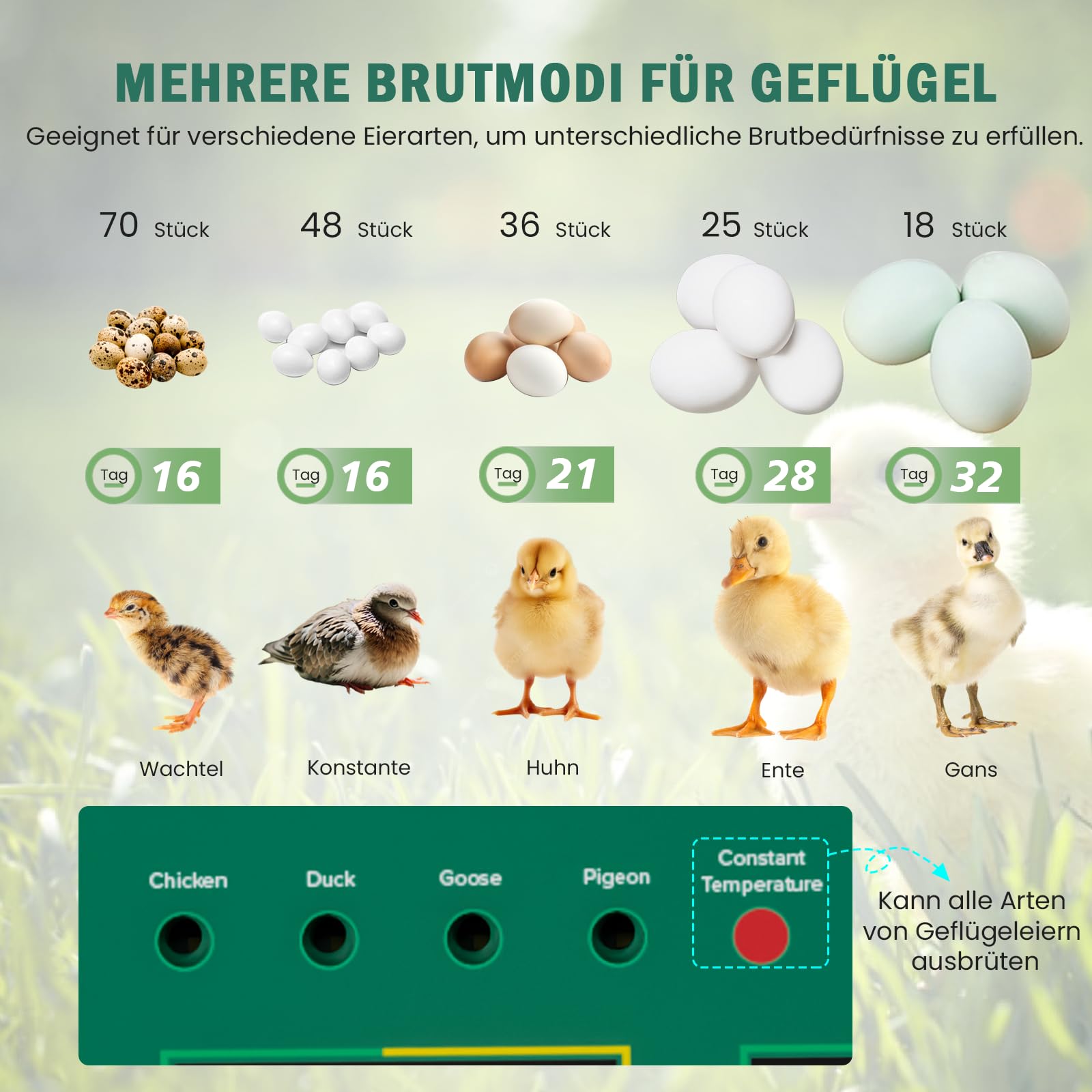 Produktbild von Heninhill Brutautomat – 36 Eier Vollautomatisch, Mit Wendeautomatik, Temperaturregelung, Eierkontrolle & Notstrom
