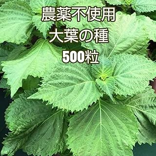 農薬不使用 大葉青じその種 500粒