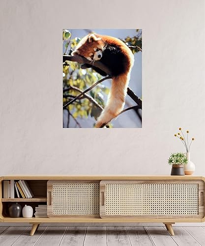 Miniatura 3 de Póster impreso con diseño de panda rojo sentado en un árbol y vida silvestre (16 x 20 pulgadas)