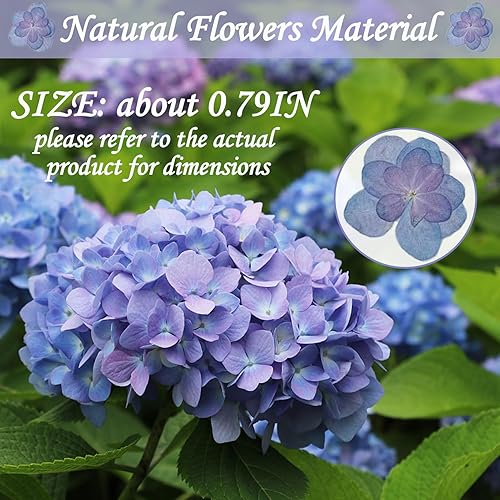 Miniatura 2 de HEISENLIN Flores secas prensadas azules y moradas, hortensias dobles para adornos de manualidades de resina, 60 flores naturales prensadas para