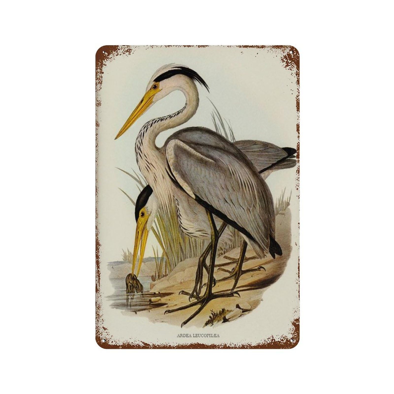 xiaoxiaoshen Antique Great Grey Heron Rustic Bird Drawing Wall Decor Art Metal Tin Poster Modern Home Decor Art Home Bar Shop Decorations Vintage Sign 30x20cm