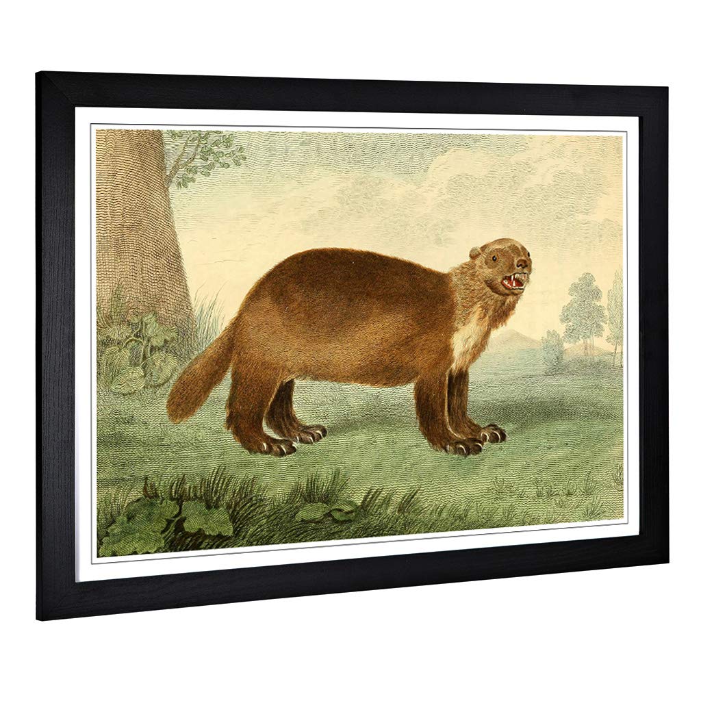 Big Box Art Framed Print of Vintage Charles R Ryley Wolverine Design | Wall Art Picture | Home Decor for Kitchen, Living Room, Bedroom, Hallway, Black, A2 / 24.5x18 Inch / 62x45cm