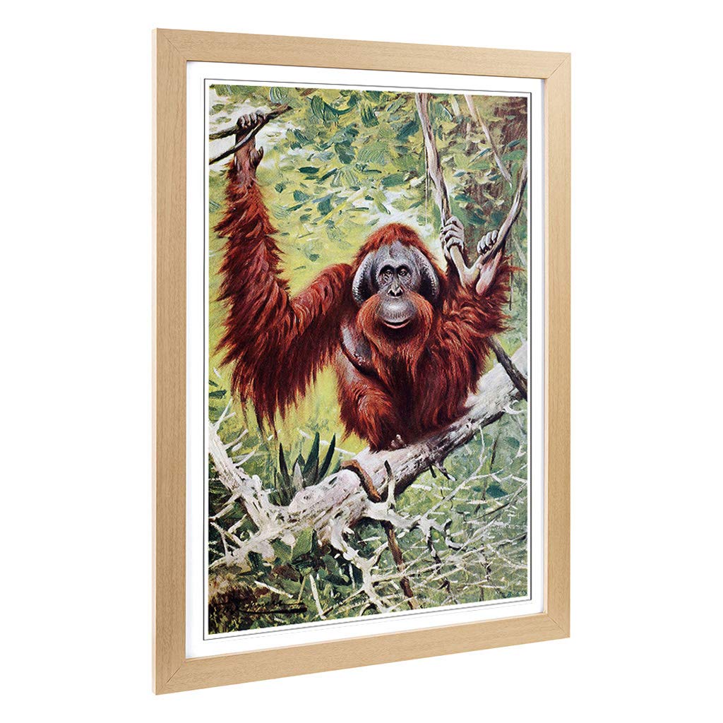 Big Box Art Framed Print of Vintage W Kuhnert Orangutan Design | Wall Art Picture | Home Decor for Kitchen, Living, Dining Room, Bedroom, Hallway, Office, Oak, A2 / 24.5x18 Inch / 62x45cm