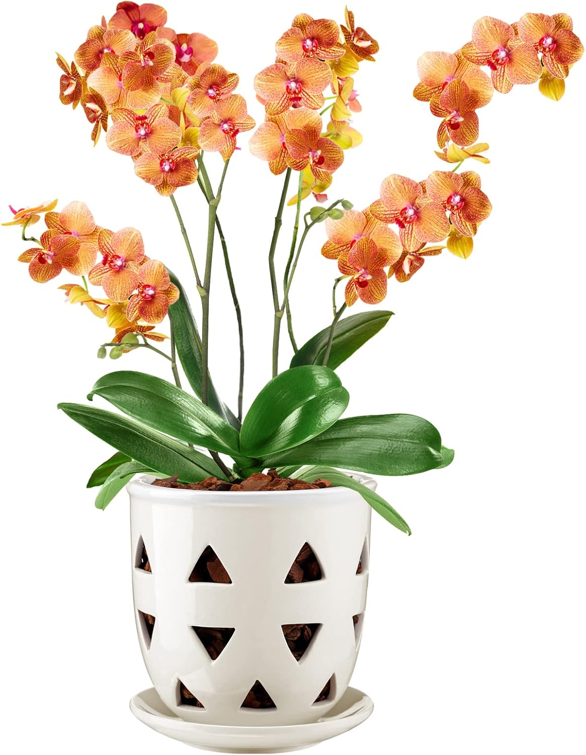 Aulock 6 Inch Ceramic Orchid Pot with Holes, Decorative
