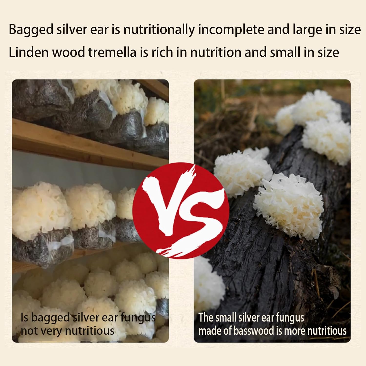 White Snow Fungus Tremella Mushroom 3.5oz/100g Dried Snow Fungus Tremella Fuciformis Mushroom 银耳 椴耳 雪耳 去根银耳