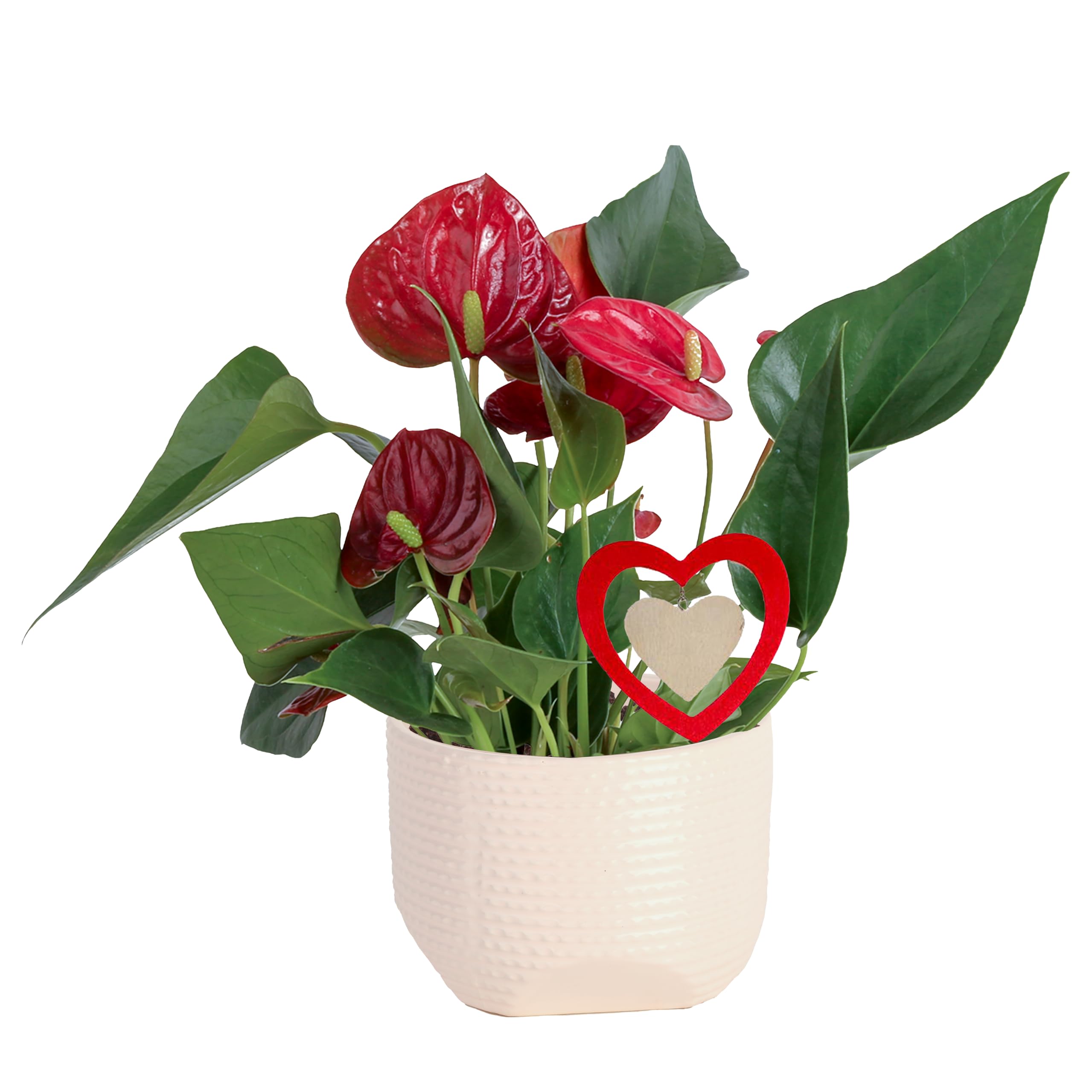 product_img5