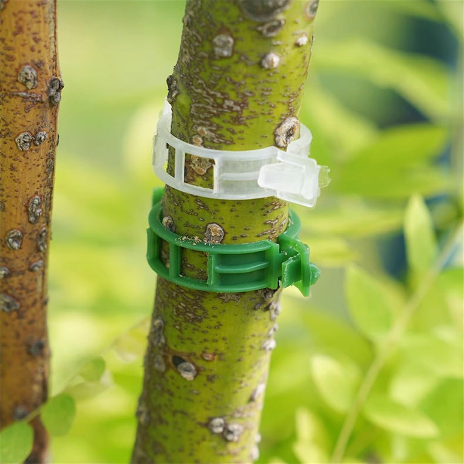 KINGLAKE Clip per piante rampicanti, 100 clip per piante da parete, autoadesive per viti da parete, ganci per piante da arrampicata per interni (verde
