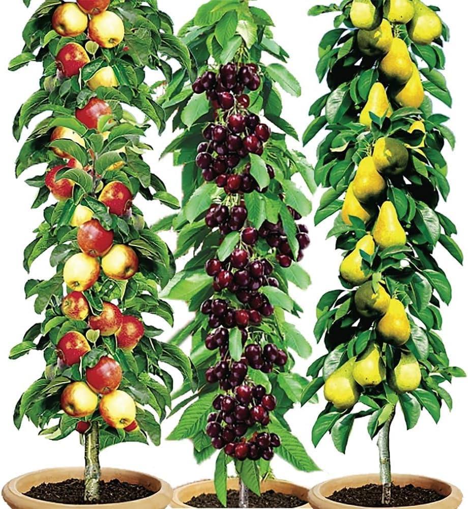 Easylife 3 Pillar Fruit Trees (1x Cherry Tree, 1x Apple Tree, 1x Pear Tree) Easy-Grow Apple Trees for the Garden UK. Inc. Free Guide. Organic Mini Fruit Trees for the Garden UK