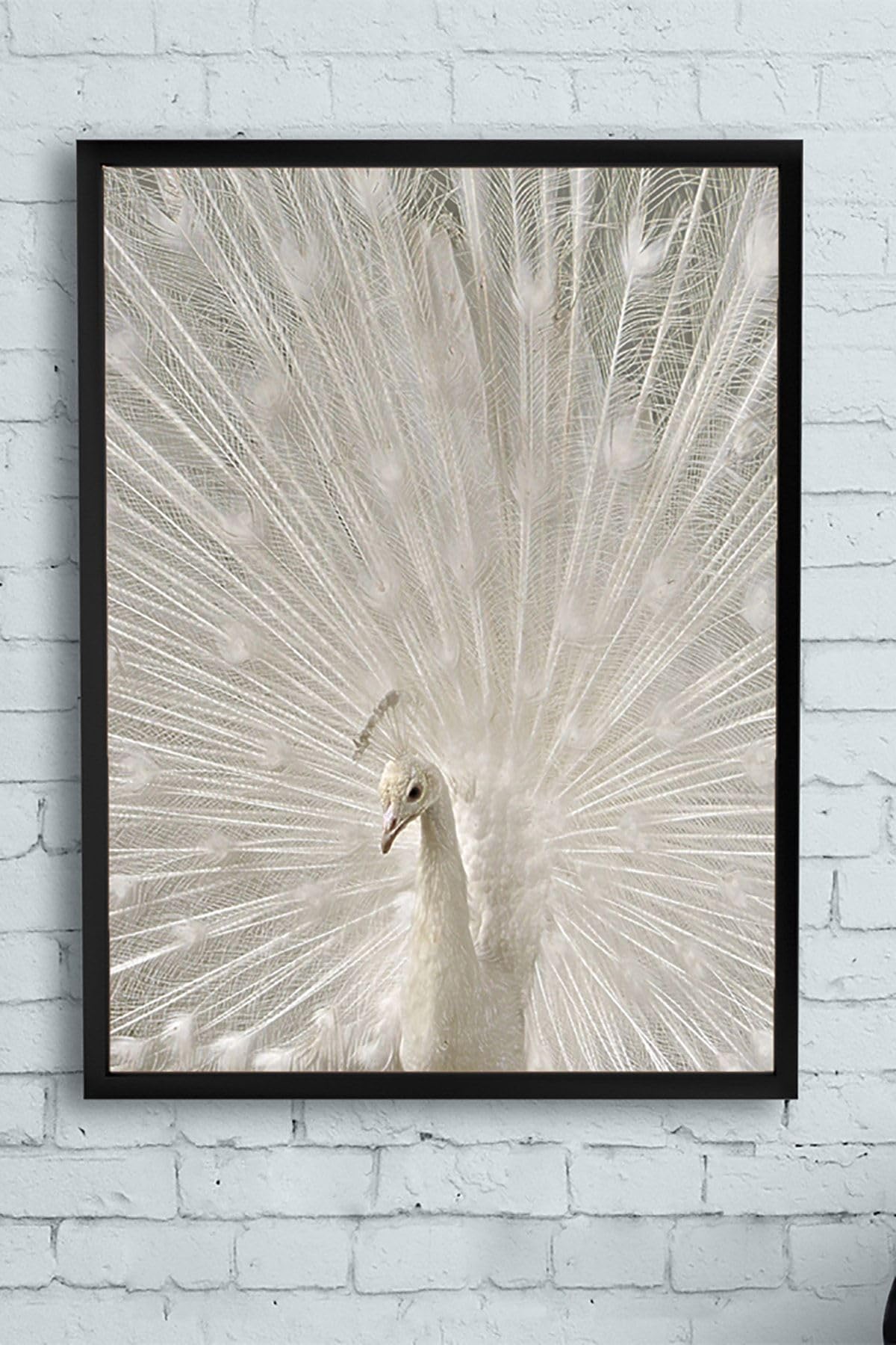 Postermanya (pster13512) Tavus Kuşu Hayvan Çerçeveli Tablo (40x50cm)